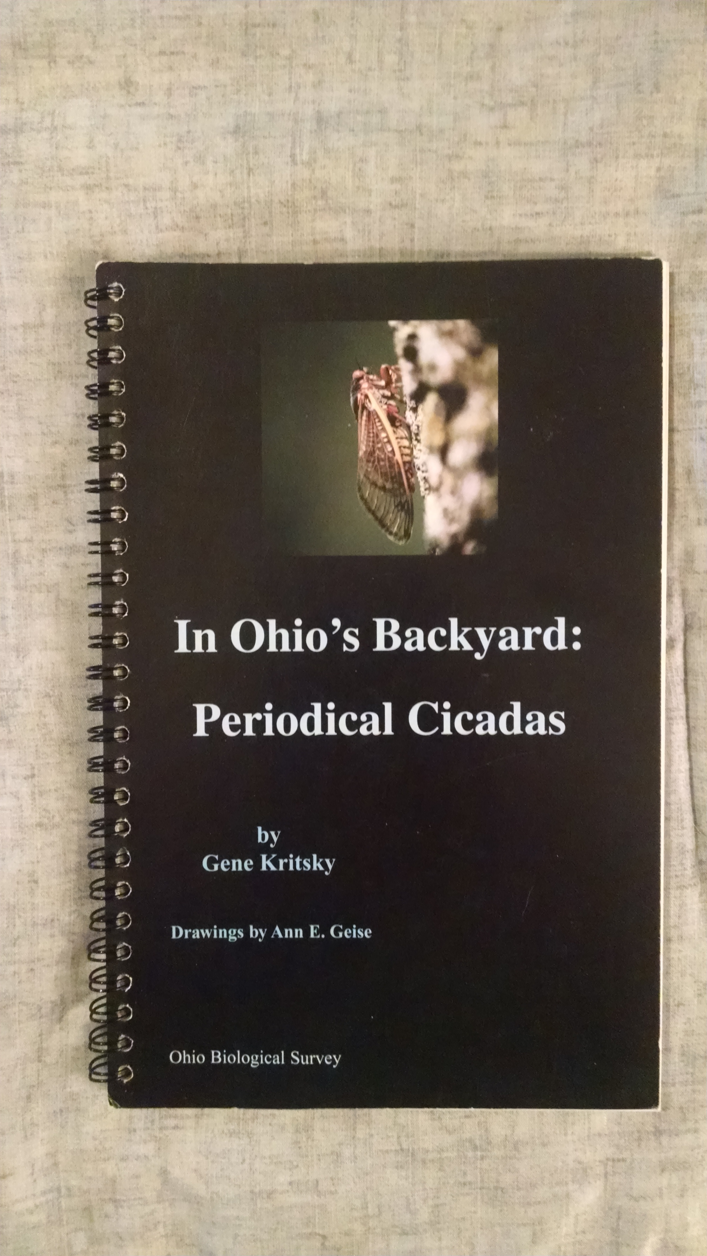Image for IN OHIO'S BACKYARD PERIODICAL CICADAS